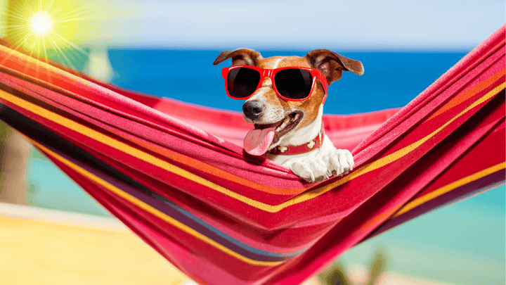 🐕🌡 Hund & Hitze – wenn Temperatur zur Belastung wird