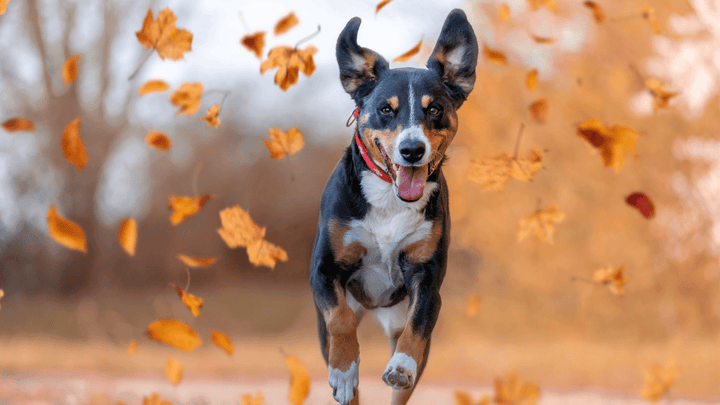 Hund & Jahreszeiten – was sich im Alltag wirklich ändert