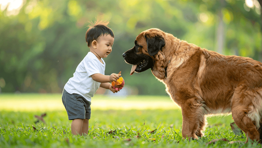 🐕🧒 Hund & Kinder – Expertenniveau: Sicherheit vor Nähe