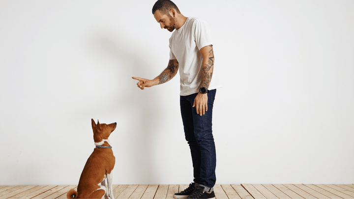 Hund & Konsequenz – warum sie ruhig sein darf