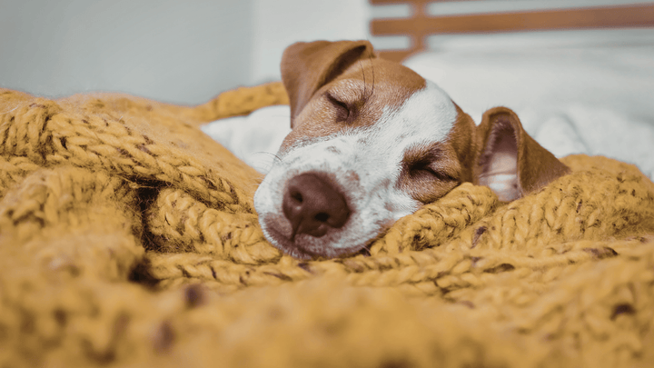 🐕💤 Hund & Schlaf