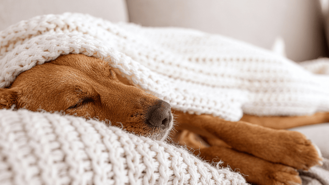 🐕😴 Hund & Schlaf – was normal ist und wann Unruhe ein Thema wird