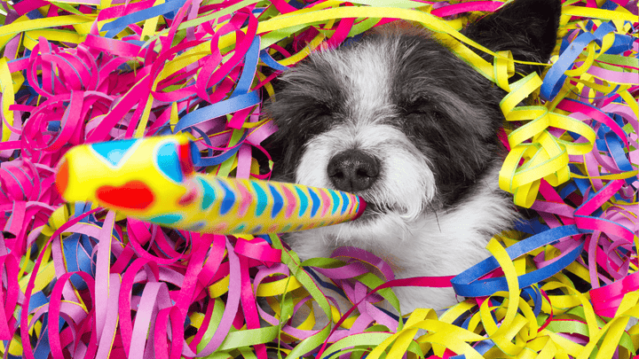 🐕🎆 Hund & Silvester – wenn Geräusche Angst machen