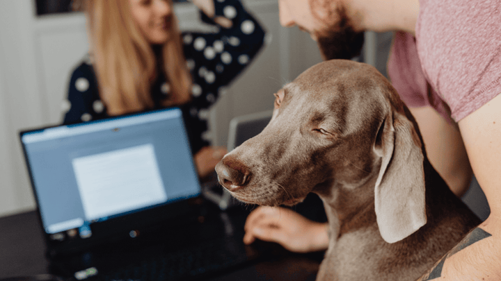 Hund & Social Media – Vergleichsdruck, Mythen und Realität