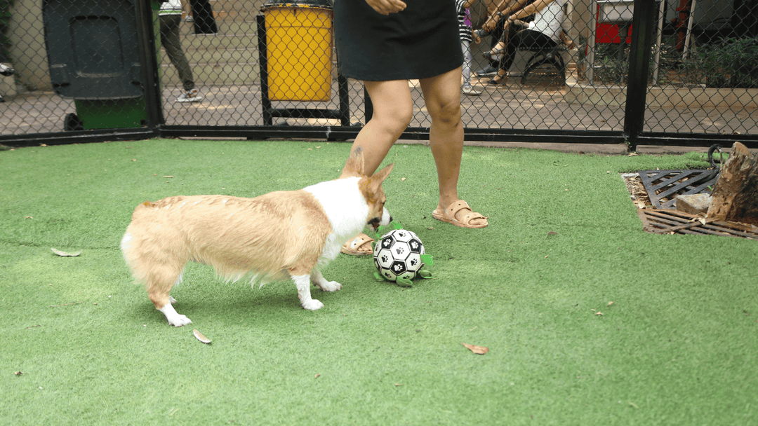 🐕🎾 Hund & Spiel – sinnvoll, sicher und stressfrei