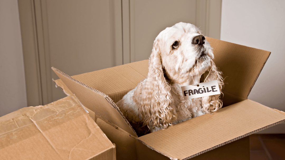 🐕📦✈️ Hund & Veränderungen – Umzug, Urlaub, neue Routinen