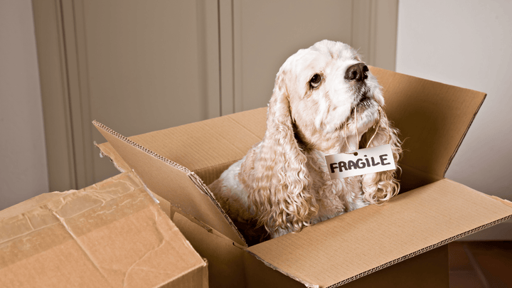 🐕📦✈️ Hund & Veränderungen – Umzug, Urlaub, neue Routinen