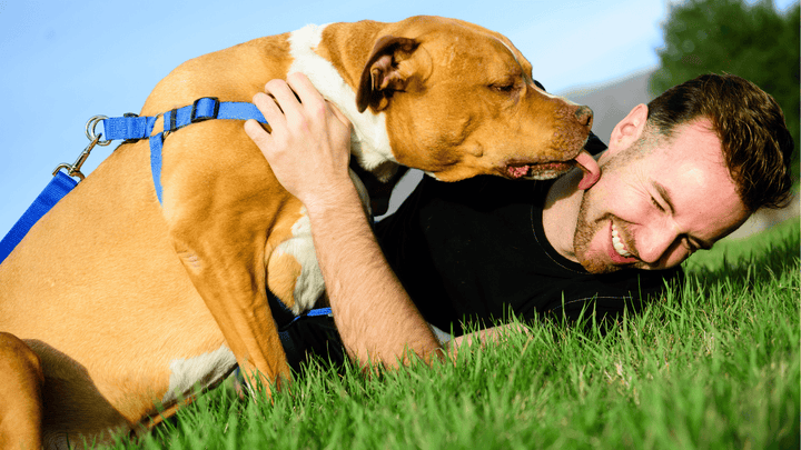 Hund & Verantwortung – was ein gutes Zusammenleben wirklich braucht