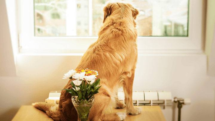 🐕 Hund allein zuhause Entspannt bleiben statt Stress & Panik