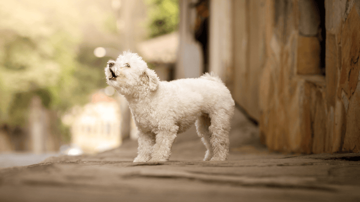 🐕🧠 Hund bellt aus Unsicherheit – warum dein Hund nicht „ungezogen“ ist