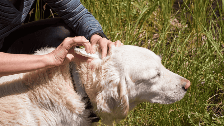 Hund hat Zecken – Hausmittel & Alternativen im Überblick