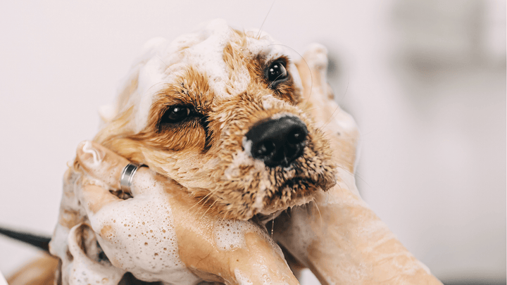 Hund hat empfindliche Haut – was beachten? 🐕