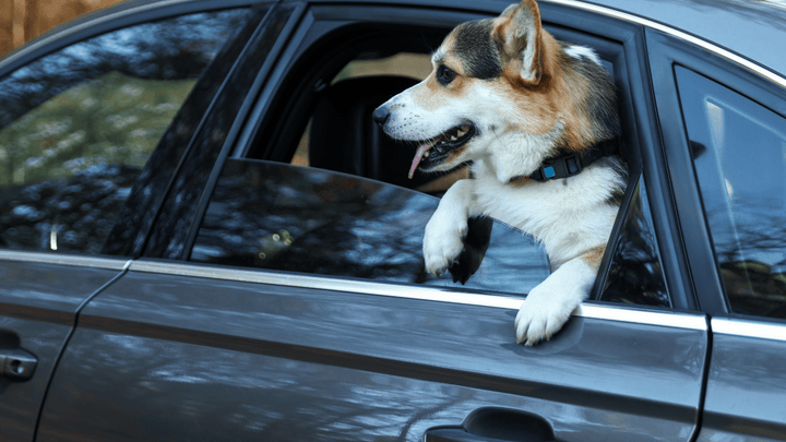 🚗🐶 Hund im Auto – Stressfrei unterwegs