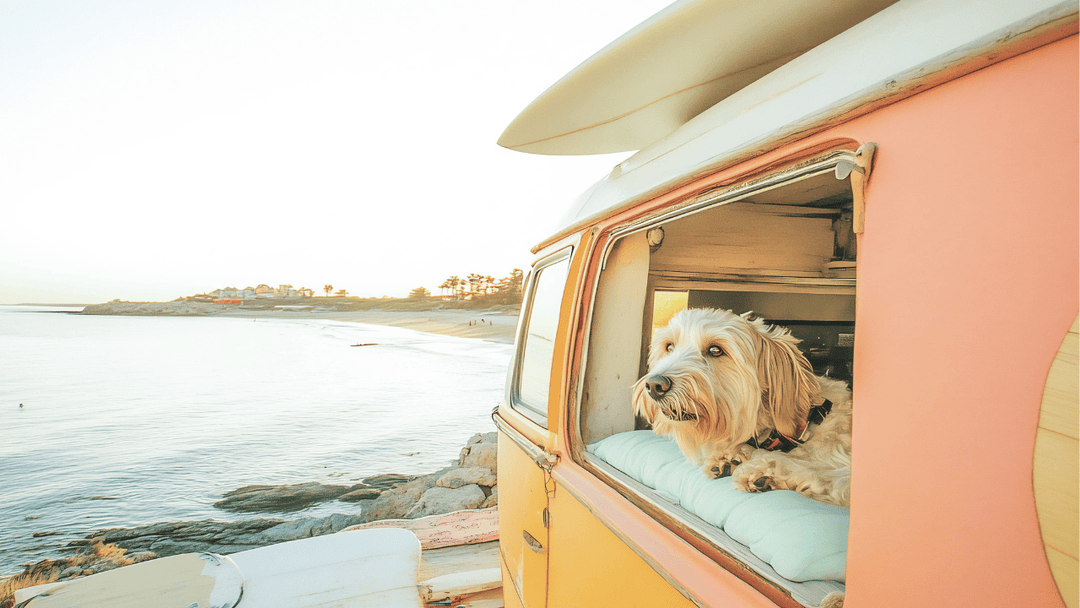 🐕🚐 Hund im Camper – Alltag, Bedürfnisse & was wirklich wichtig ist