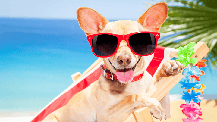 🐕✈️ Hund im Urlaub – Sicherheit, Struktur & neue Reize