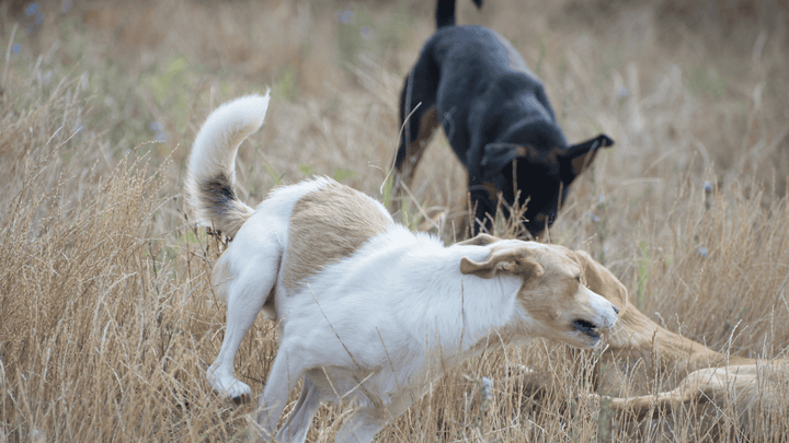Hund in der Pubertät – warum plötzlich alles schwieriger wird