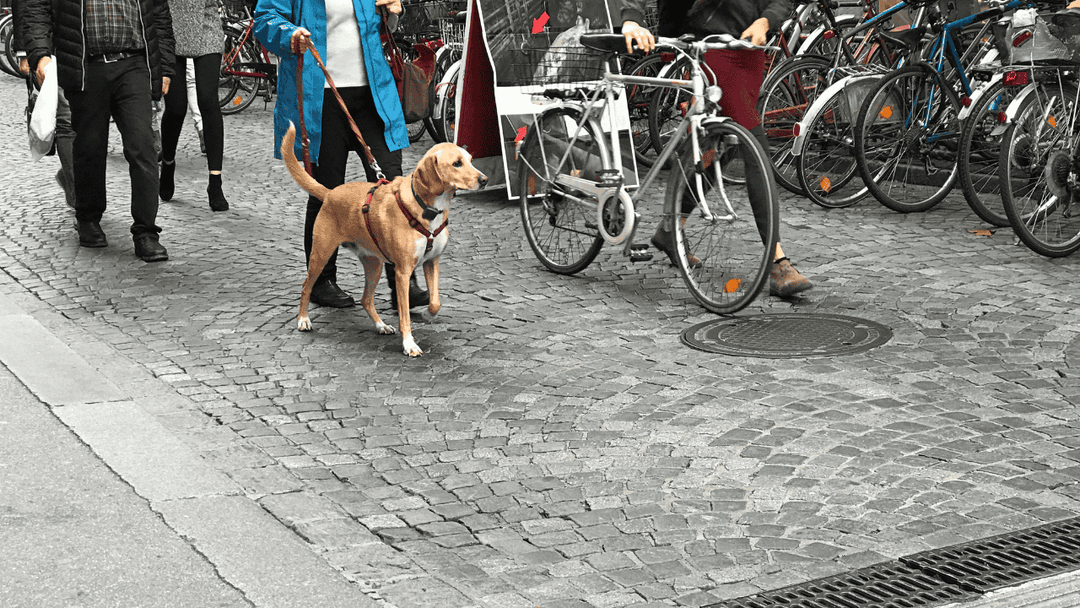 🐕🏙 Hund in der Stadt – Reizflut souverän meistern