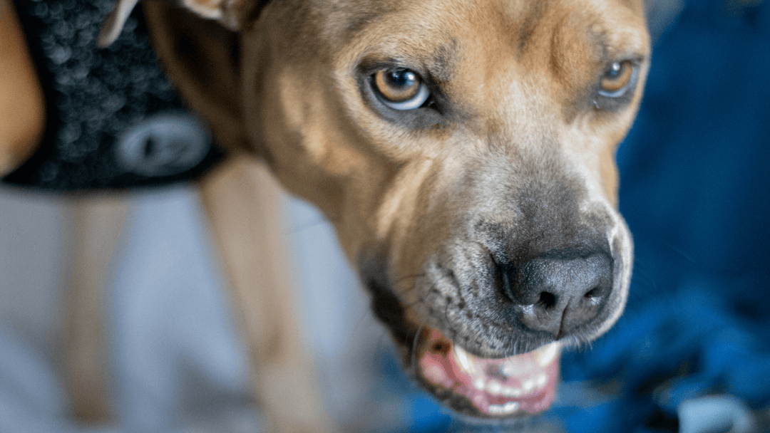 🐕🧠 Hund knurrt – warum das ein wichtiges Warnsignal ist