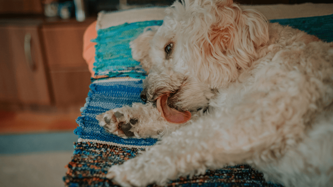 🐕🧠 Hund leckt ständig an den Pfoten – was dahinterstecken kann