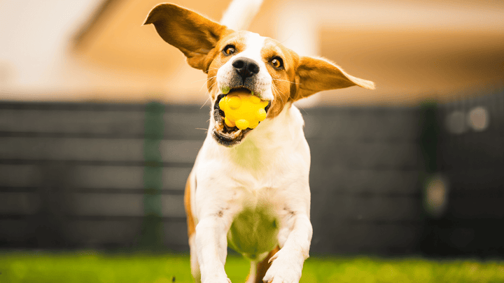 Hund richtig auslasten