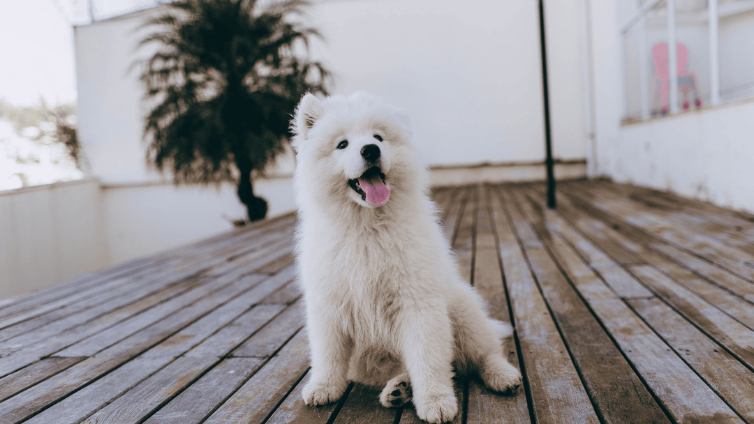 Hund stubenrein bekommen – so funktioniert’s wirklich