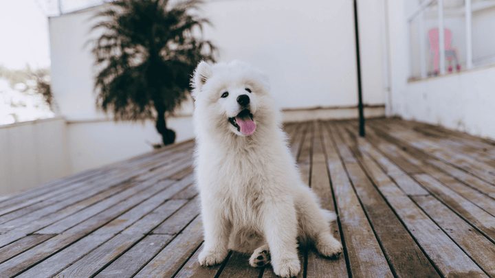 Hund stubenrein bekommen – so funktioniert’s wirklich