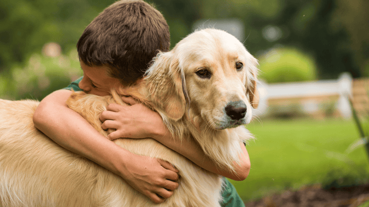 Hund und Kind: Regeln für ein harmonisches Zusammenleben
