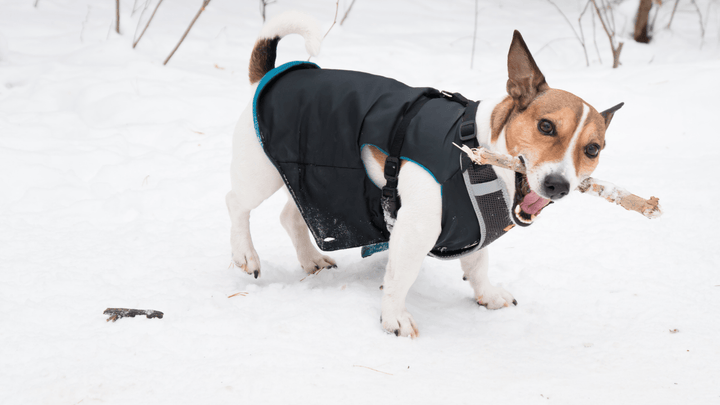 Hund und Winter