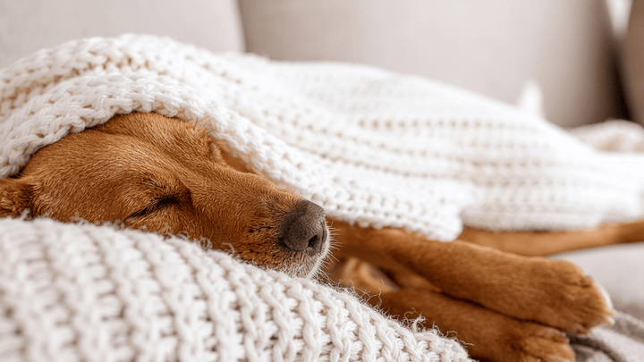 Hunde & Schlaf – wie viel Ruhe wirklich nötig ist
