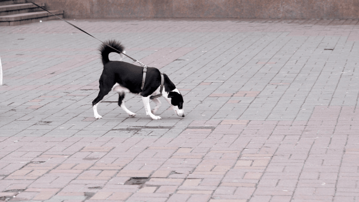 🐕🌧 Hunde und Reizüberflutung im Alltag
