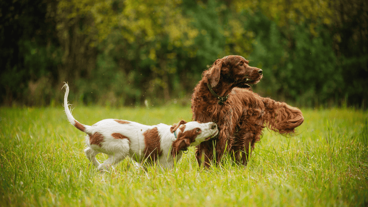 🐕🐕 Hundebegegnungen – Sozialkontakt ist kein Pflichtprogramm