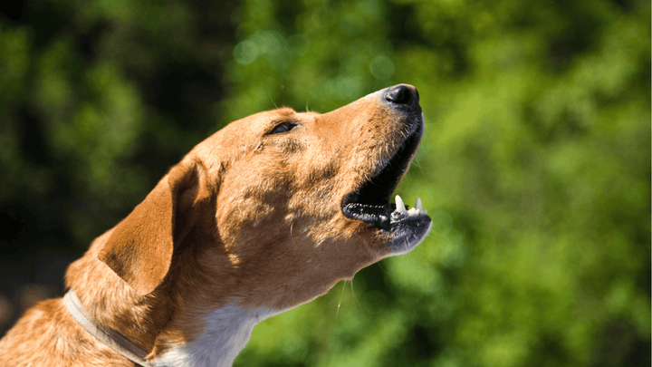 🐶 Hundebellen verstehen