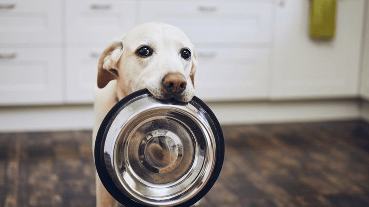 Hundeernährung im Alltag – häufige Fehler und wie Du sie vermeidest