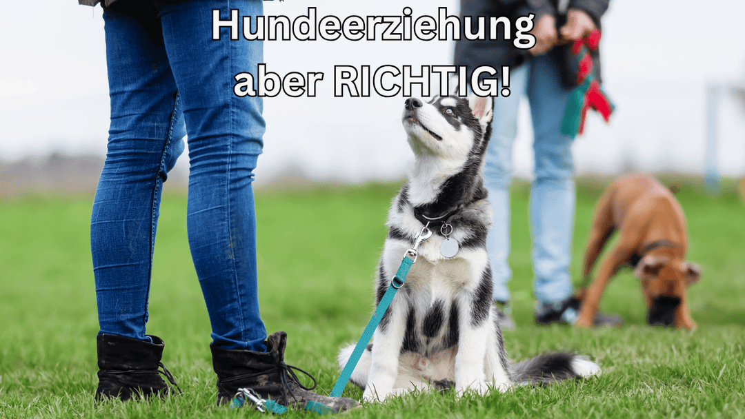 Hundeerziehung – aber richtig