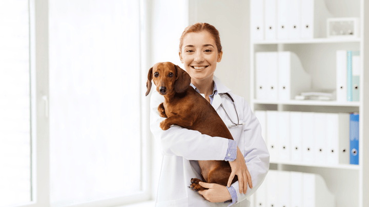 Hundegesundheit im Alltag