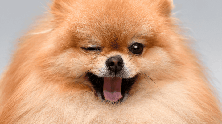 Hundekörpersprache verstehen