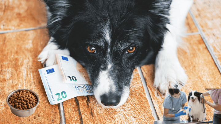 Hundekosten realistisch erklärt (Tierarzt, Futter, Versicherung …)