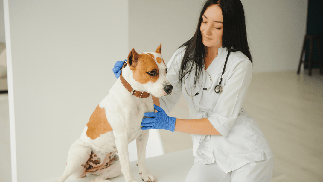 Hundekrankheiten früh erkennen – die wichtigsten Warnsignale