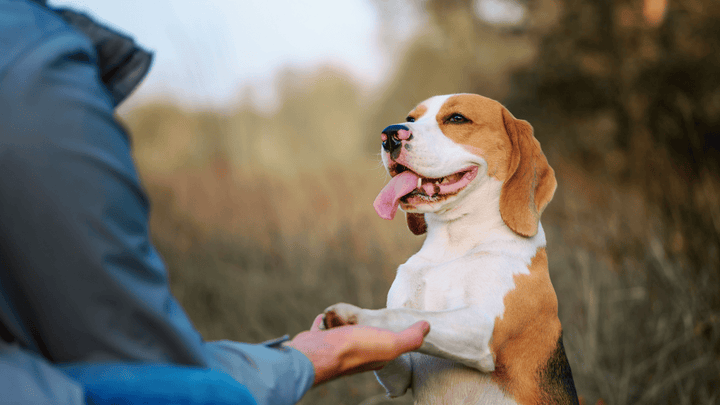 Hundemythen im Alltag – was stimmt wirklich und was nicht?