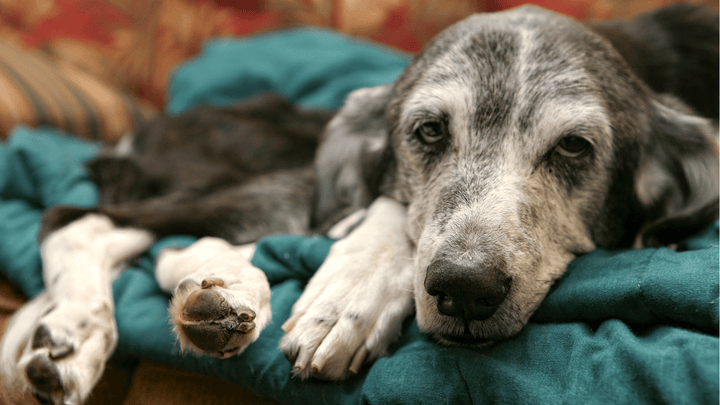 Hundesenior – Alltag, Pflege & Veränderungen im Alter verstehen