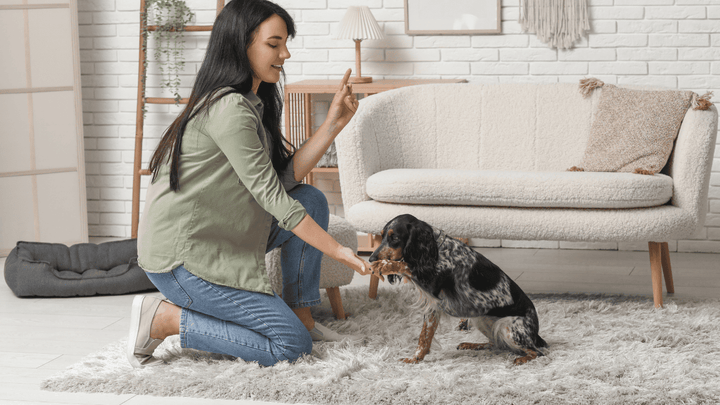 Hundetraining für Anfänger 🐶