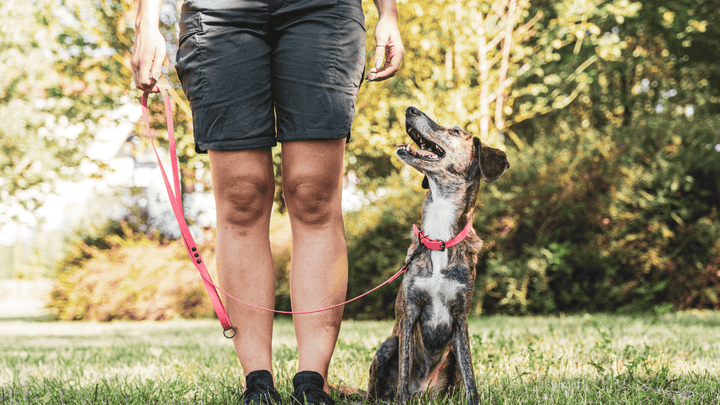 Hundetraining im Alltag – typische Anfängerfehler und wie Du sie vermeidest