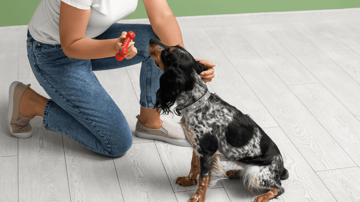 🐕🌪 Impulskontrolle beim Hund