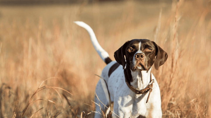 🐕🦴 Jagdtrieb beim Hund – Biologie, kein Fehlverhalten