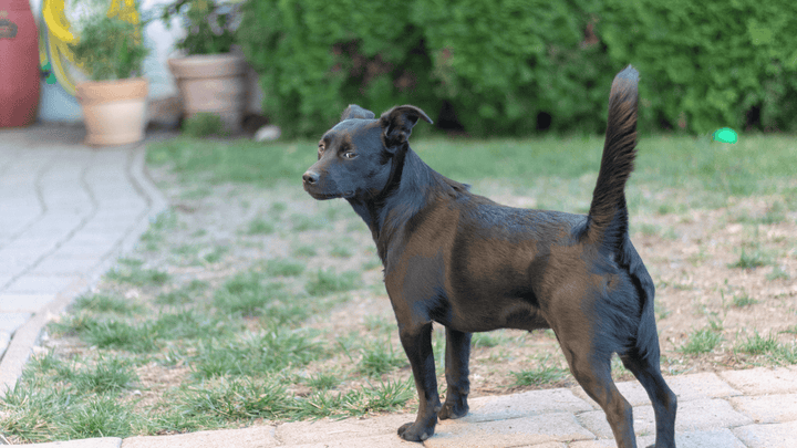 🐕👁 Körpersprache beim Hund – lesen statt raten