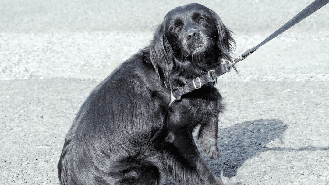 🐕🧠 Körpersprache beim Hund verstehen – was dein Hund dir wirklich sagt