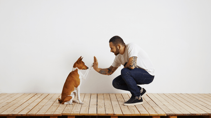 🐕🗣 Kommunikation beim Hund – Körpersprache statt Worte