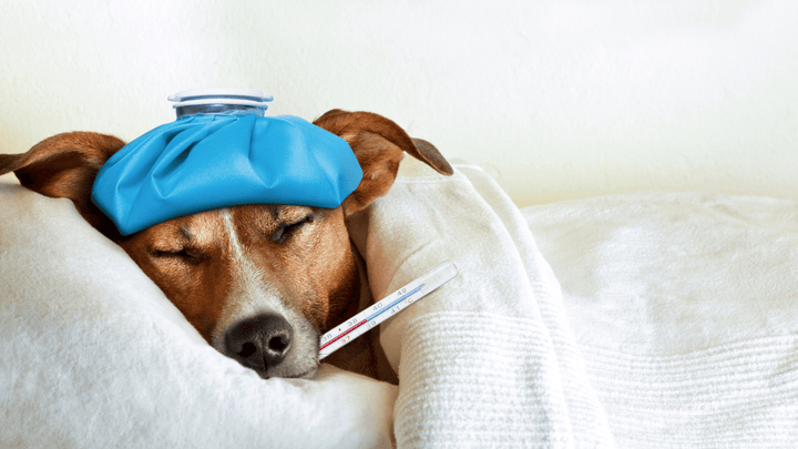 🐕🩺 Krankheit & Schmerzen beim Hund erkennen – leise Signale richtig deuten