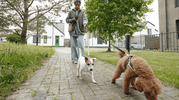 🐕 Leinenführigkeit entspannt statt Kampf an der Leine