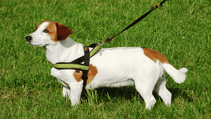 🐕👟 Leinenführigkeit – Kommunikation über Abstand & Tempo